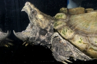 クリックで拡大画像表示