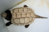 クリックで拡大画像表示