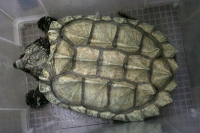 クリックで拡大画像表示