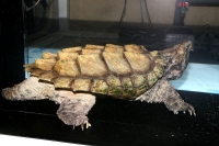 クリックで拡大画像表示