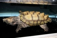 クリックで拡大画像表示