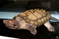 クリックで拡大画像表示