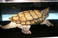 クリックで拡大画像表示