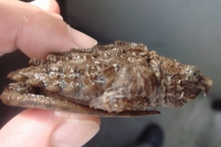 クリックで拡大画像表示