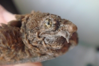 クリックで拡大画像表示