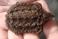 クリックで拡大画像表示