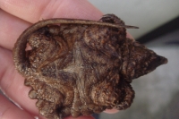 クリックで拡大画像表示