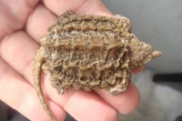 クリックで拡大画像表示