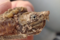 クリックで拡大画像表示