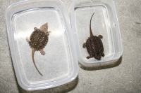 クリックで拡大画像表示