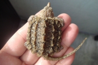 クリックで拡大画像表示