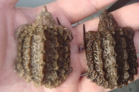 クリックで拡大画像表示