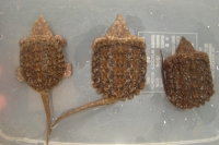 クリックで拡大画像表示