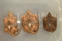 クリックで拡大画像表示