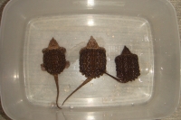 クリックで拡大画像表示