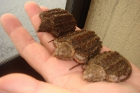 クリックで拡大画像表示