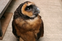 クリックで拡大画像表示