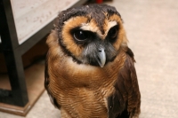 クリックで拡大画像表示