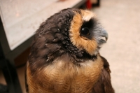 クリックで拡大画像表示