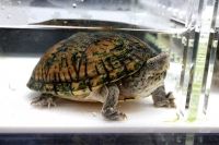 クリックで拡大画像表示