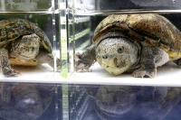 クリックで拡大画像表示