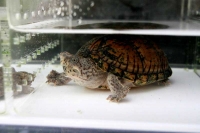 クリックで拡大画像表示