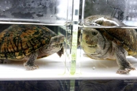 クリックで拡大画像表示