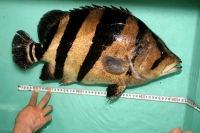 クリックで拡大画像表示