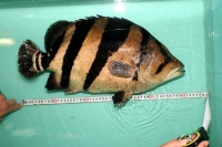 クリックで拡大画像表示