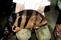 クリックで拡大画像表示