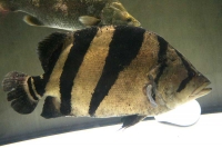 クリックで拡大画像表示