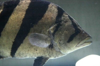 クリックで拡大画像表示