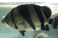 クリックで拡大画像表示