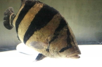 クリックで拡大画像表示