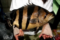 クリックで拡大画像表示