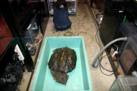 クリックで拡大画像表示