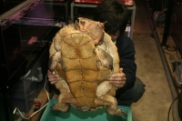 クリックで拡大画像表示