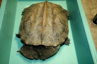 クリックで拡大画像表示