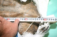 クリックで拡大画像表示