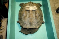 クリックで拡大画像表示