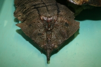 クリックで拡大画像表示