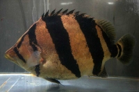 クリックで拡大画像表示