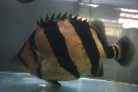 クリックで拡大画像表示