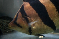 クリックで拡大画像表示