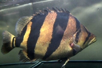 クリックで拡大画像表示