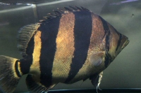 クリックで拡大画像表示