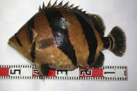 クリックで拡大画像表示