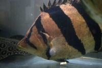 クリックで拡大画像表示