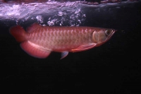 クリックで拡大画像表示