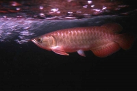 クリックで拡大画像表示